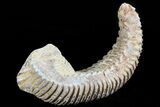 Cretaceous Fossil Oyster (Rastellum) - Madagascar #69639-1